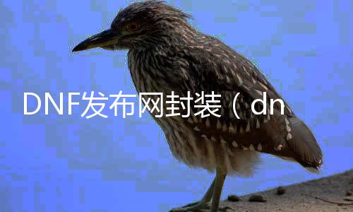 DNF发布网封装（dnf封装尺寸图）